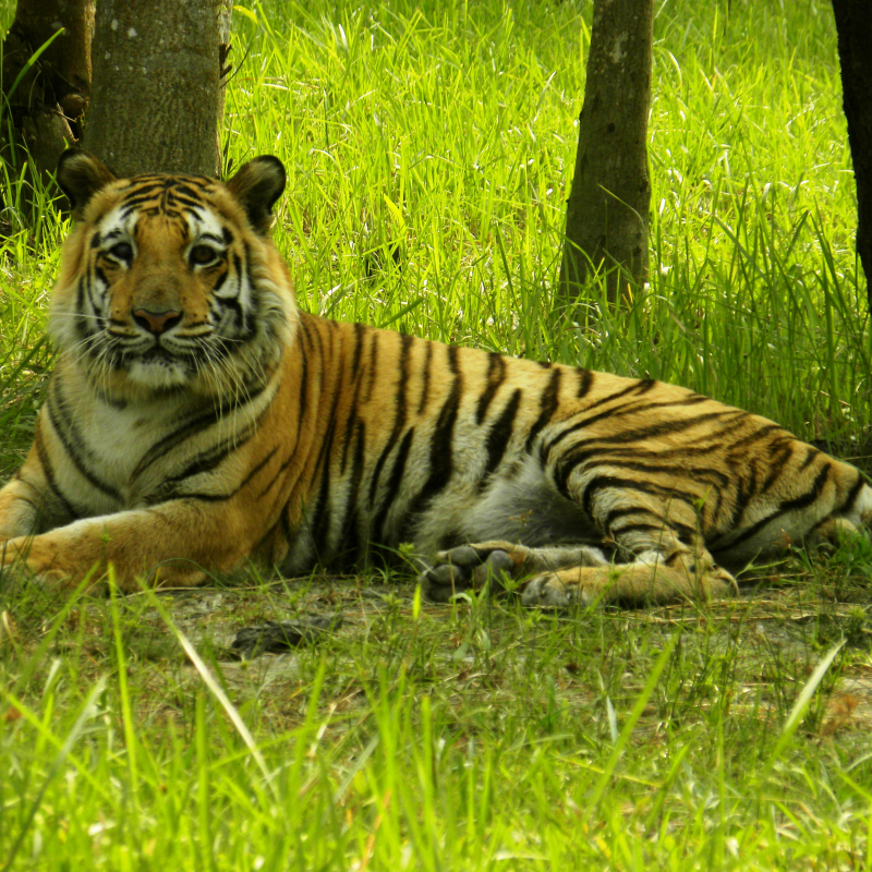 Bengal Tiger Habitat Map